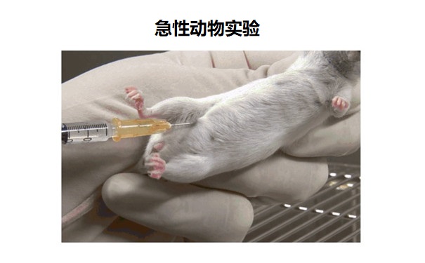 急性动物实验.jpg 急性动物实验.jpg